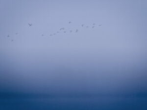 bild med fåglar som flyger i formation genom en molnig himmel