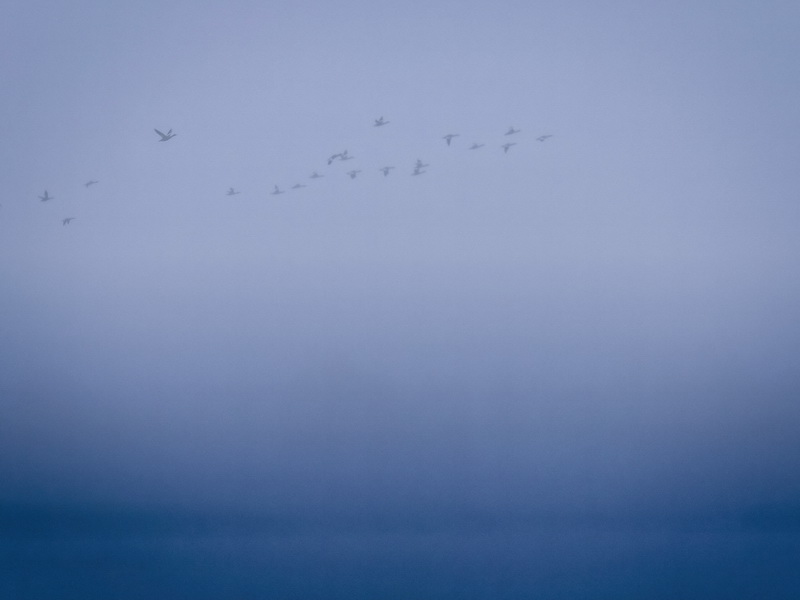 bild med fåglar som flyger i formation genom en molnig himmel